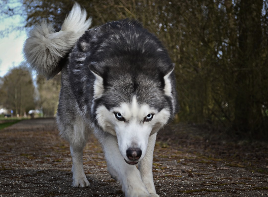 The Power of Motherwolf: A Story of Strength and Protection